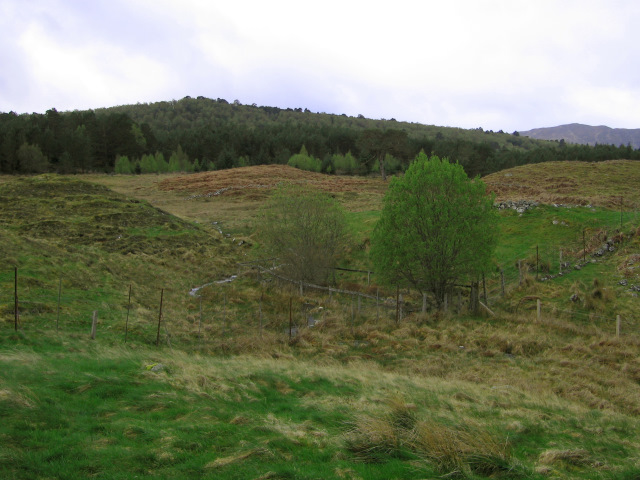 view up a rough slope towards a dense, dark wood