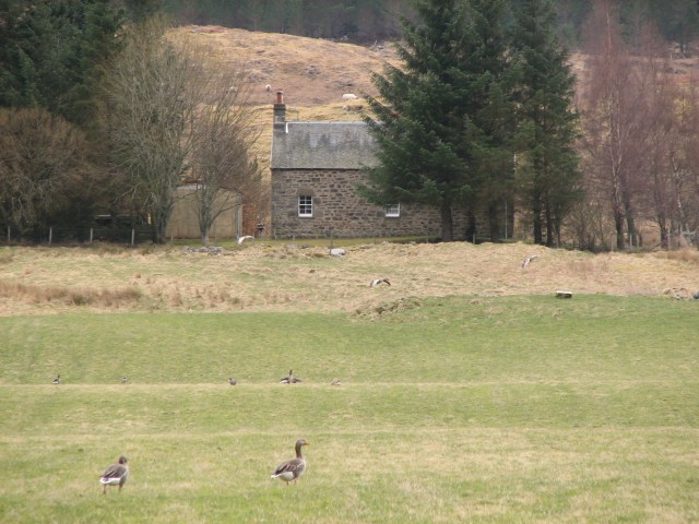 view of small stone house with geese on a green in front if it, and rough land rising behind it towards trees