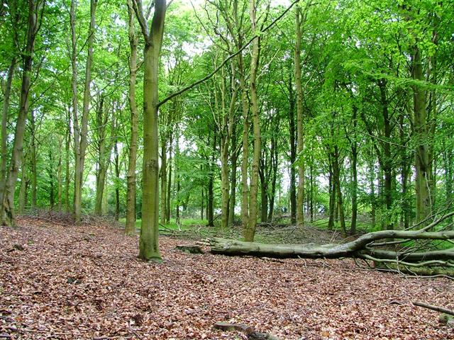 view of open, sunny beech-wood