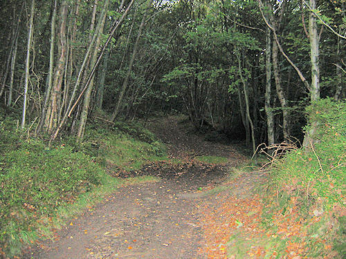 view of dense wood of slender deciduous trees