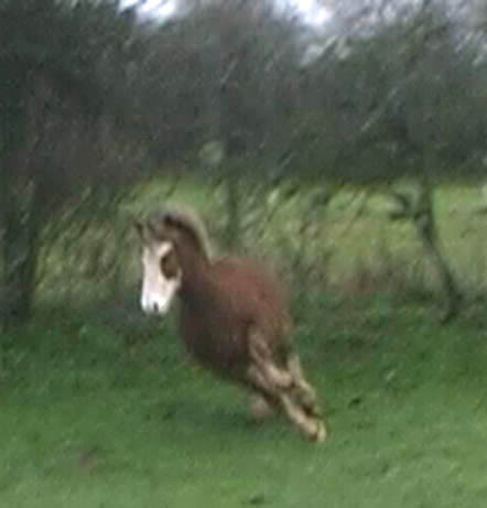 head-on shot of a chunky red-brown pony with a white face and nose and muddy white legs, galloping across a field and turning to his right with such force that he is almost lying sideways in the air
