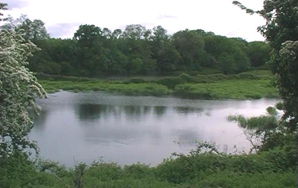 view across a wide shallow pool framed by bushes, towards rising ground covered with trees