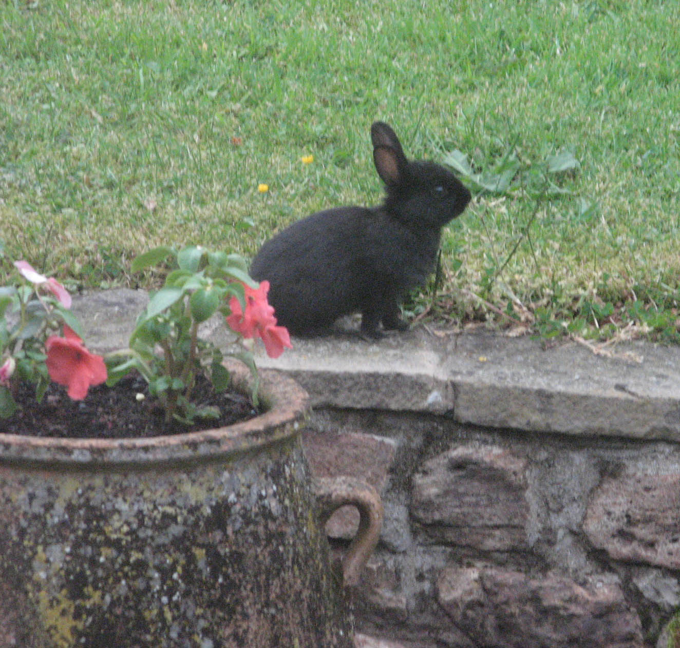 young black rabbit sitting at the edge of grass, facing right: between it and the viewer are part of a low stone wall and a large stone or concrete planter with pink flowers