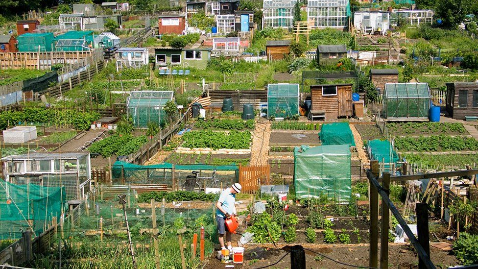 Photo of view across allotments