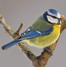 Photo of bluetit on twig