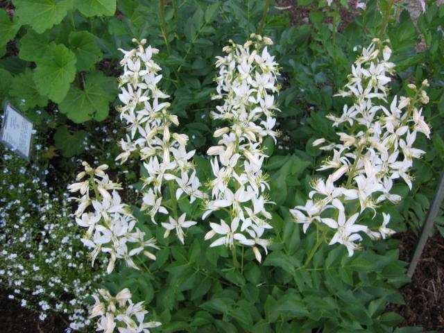 photo of green herb with pointed leaves and spires of white, star-shaped flowers