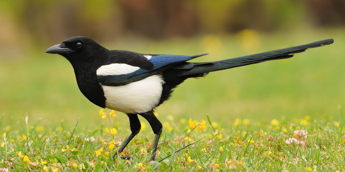 Photo of magpie