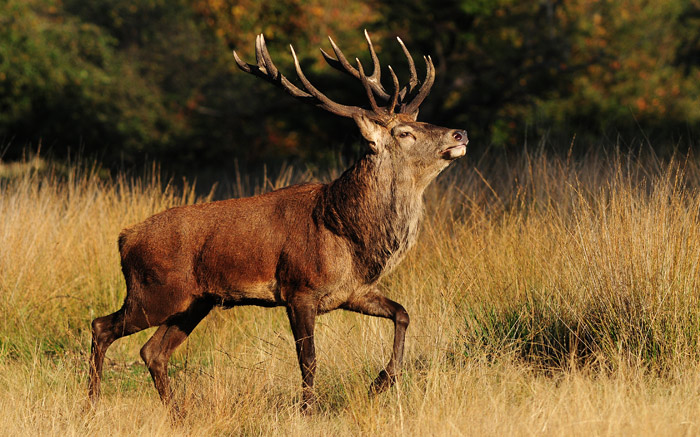 photo of large red stag trotting through long grass, with full antlers and mane and head raised