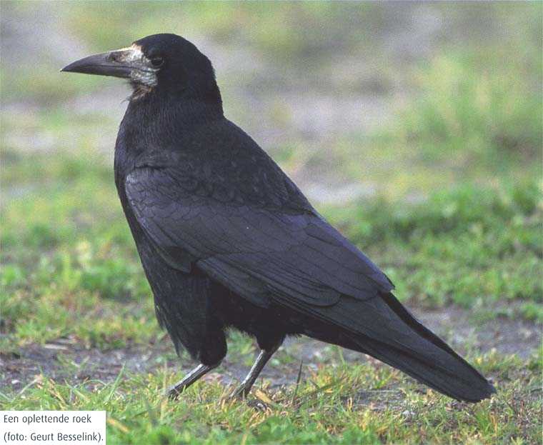 photo\' of rook with its feathers flopping out like robes