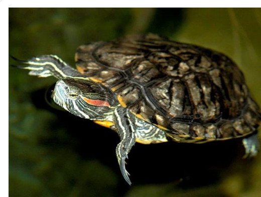 Photo of red-eared terrpin swimming through green water