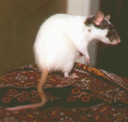 Rear view of small white doe with black face, sitting up on haunches on end of bed