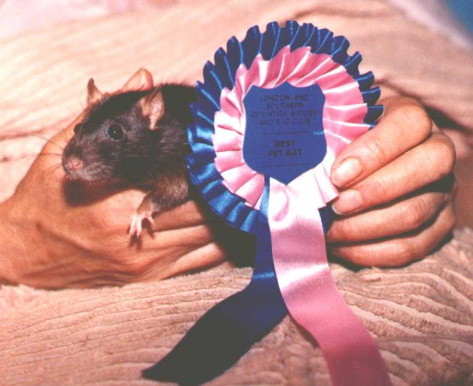 Black doe held by my mother, peering round side of large pink and blue rosette