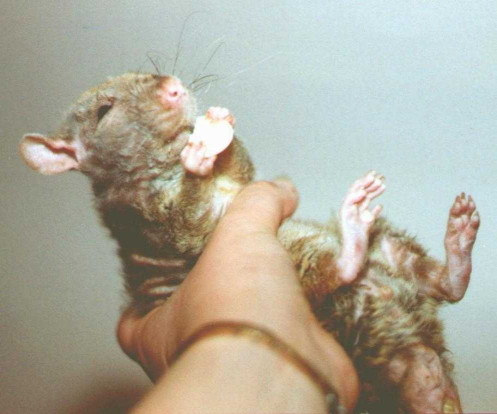 Ancient, balding brown rex buck, eating a chocolate drop while lying on his back in human hand