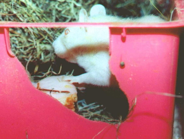 Ancient, pale apricot doe with visible cataracts, sitting in nest-box with pink-iced sponge cake