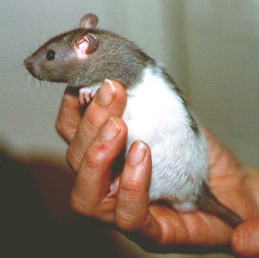 Insufferably cute brown and white baby buck, held in human hand