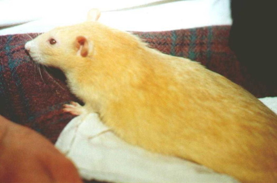 Large and very overweight golden buck, sitting on my mother's lap