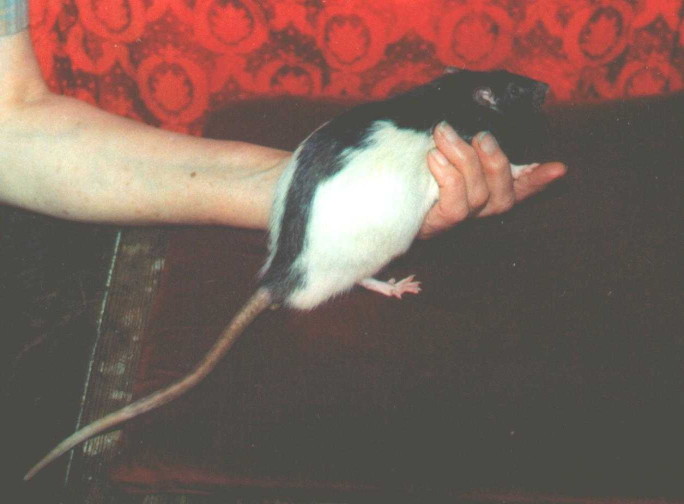 White buck with striking black hood, sitting on cushion, restrained by human hand