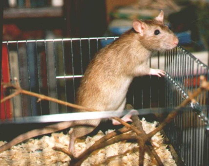 Ginger doe standing on hind legs, in side-view