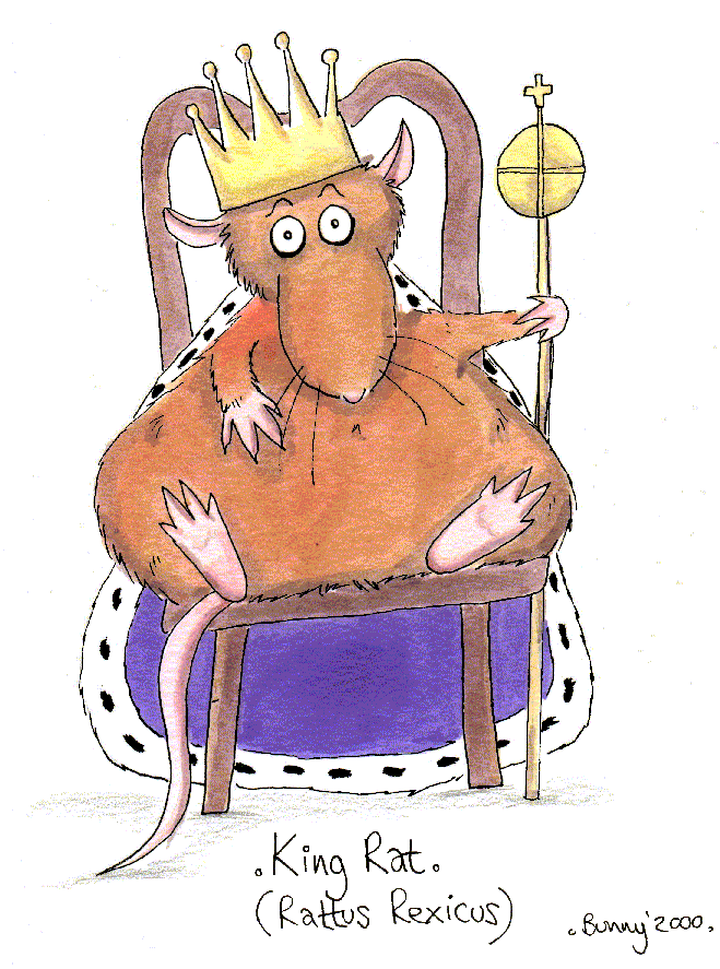 King Rat (Rattus rexicus):- coloured cartoon of rat enthroned, wearing crown and purple-and-ermine cloak