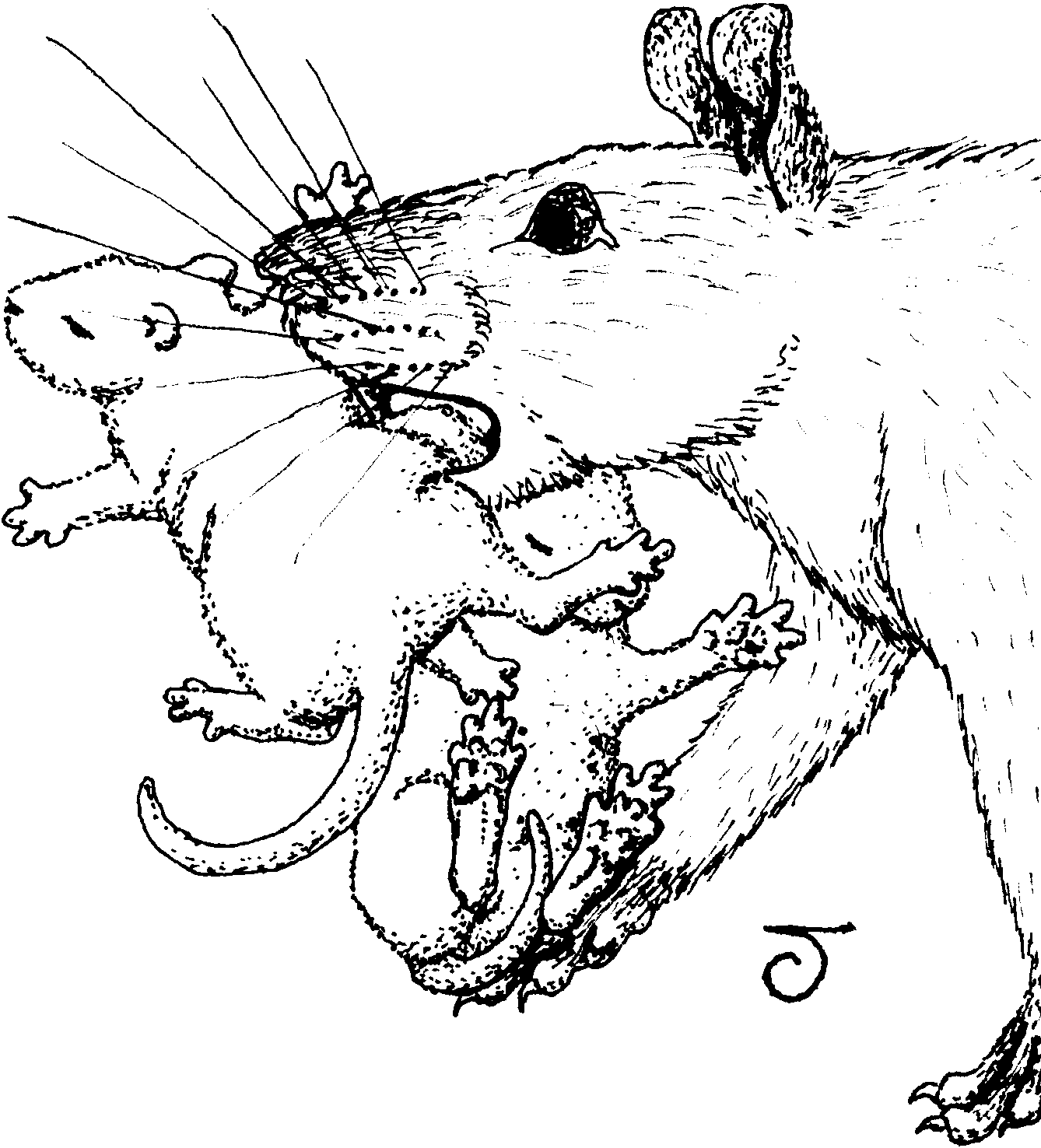Caricature of head and shoulders of doe rat trotting along carrying two babies awkwardly by odd folds of skin