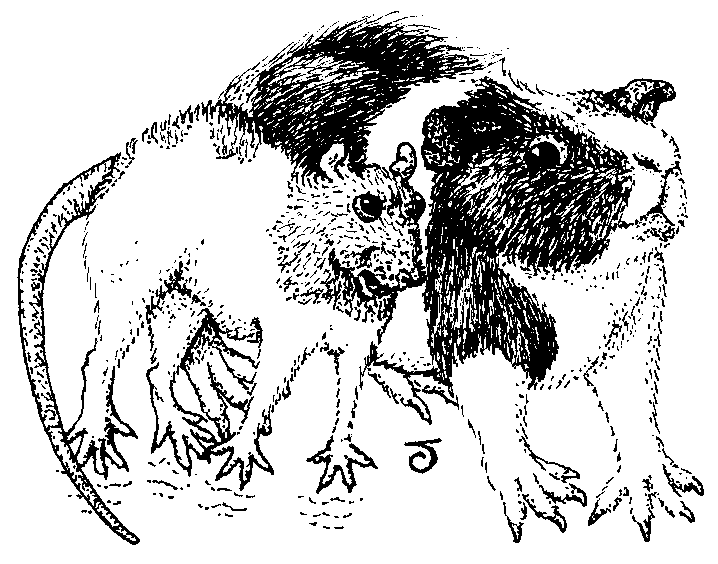 Caricature of small female rat shoulder-barging large male guinea-pig