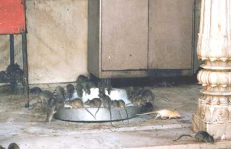 Numerous dark-brown ship rats drinking from a wide, shallow metal dish, with white or pale-fawn rat scampering off-stage right