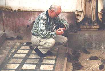 Middle-aged man with camera squatting down looking at rats, by foot of statue in carved drapes