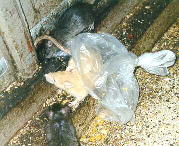Apricot-coloured rat partly covered by translucent plastic bag, flanked by two very dark rats