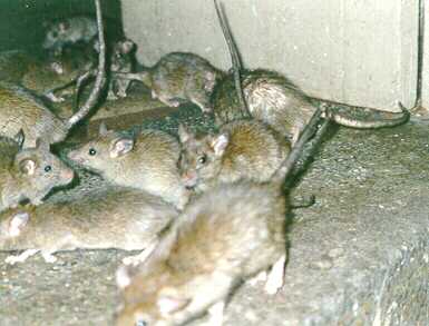 Several brown ship rats on a stone step, in close-up