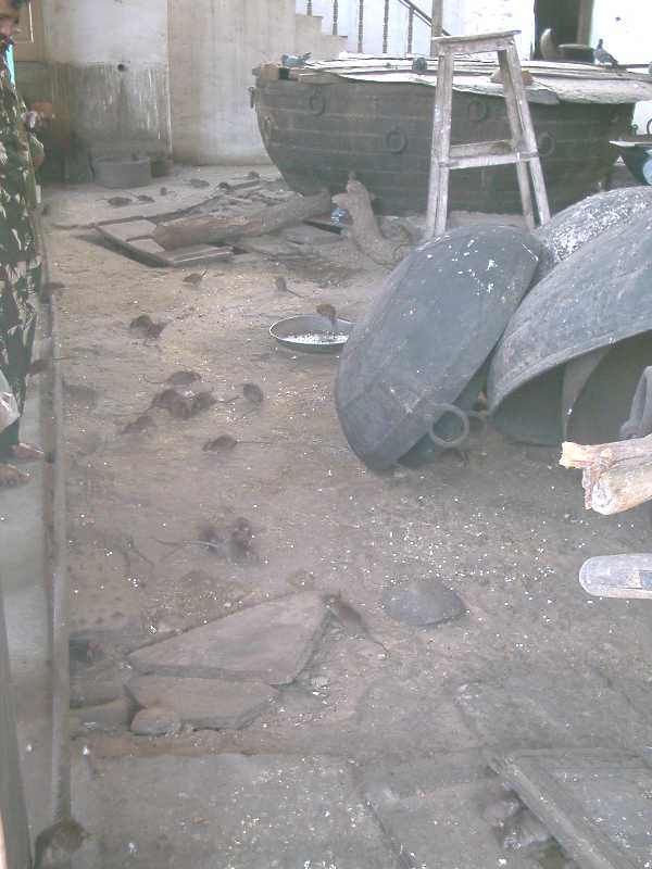 Rough-floored area with very large barrel-type bowl plus large upturned iron bowls, with rats scampering around them and people watching