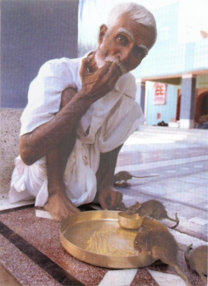 Asian man sitting in a painted colonnade, eating out of a brass dish alongside four rats