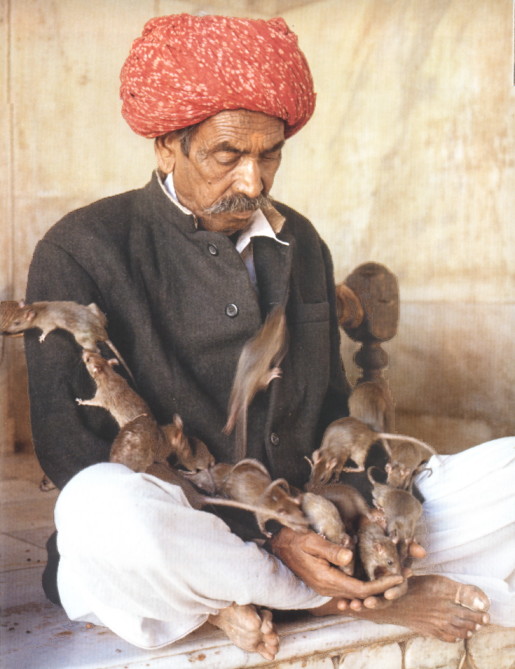 Asian man in red turban, sitting with rats swarming over his lap and up his arms