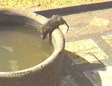 Rat balanced on edge of large tub of water, drinking