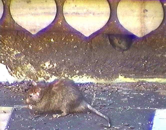 Rather scruffy edge of cloister floor, with leaf-shaped pieces of marble beneath which a rat is peering out of a hole, while another rat sits close by