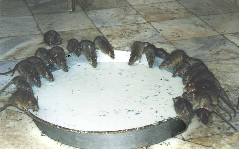 22 dark-brown ship rats drinking milk from a wide, shallow metal dish