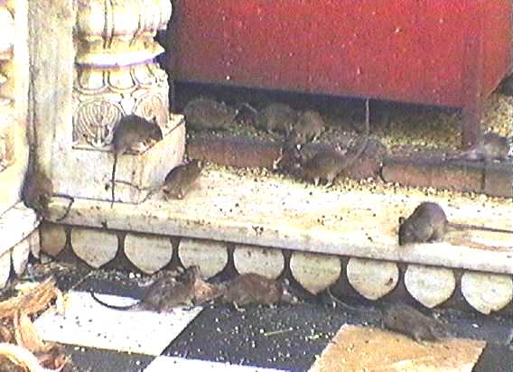 Group of rats around the base of red grain-box, with a line of bricks around it