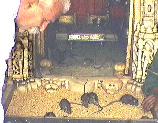 Several rats eating grain in shallow depression edged by carved stone serpent or tiger/lion head, watched by Asian man