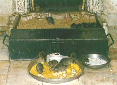 rats eating laddus from dish in front of shrine