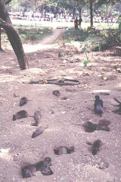 Several stocky rats and a crow rummaging about among burrows in dappled tree-shadow, with an area of sunlit open grass with a crowd of people on it in the background