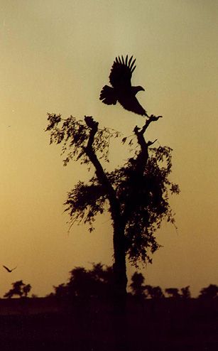 Silhouette of vulture flying over tree against golden sunset sky