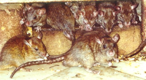 Several slightly greasy-looking ginger ship rats sitting on and in front of golden stones, with buck in foreground showing truncated, diseased tail