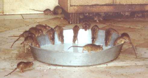 Numerous dark-brown ship rats drinking from a wide, shallow metal dish, with several more hiding under a cupboard