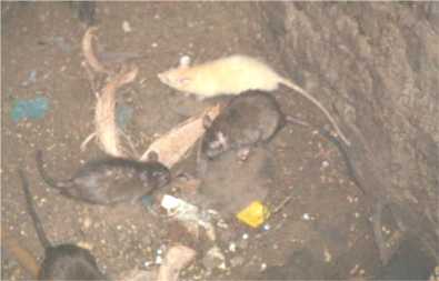 Cream-coloured buck rat sitting on rough ground, with three alexandrinus