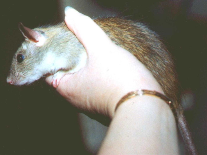 Small greyish-ginger ship doe held in human hand