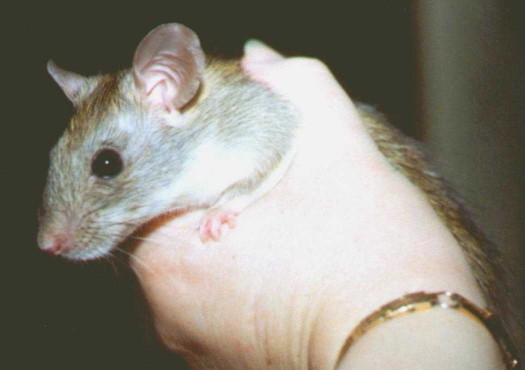 Greyish-ginger doe ship rat held in human hand, showing built-in smile