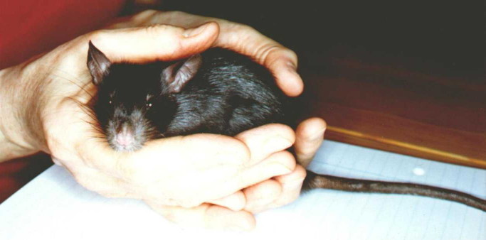 Black ship buck cupped in human hands