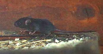 Black baby ship rat walking along by wall