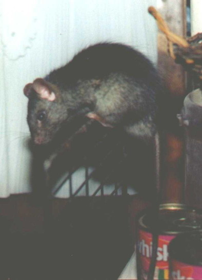 Brown and grey ship buck balancing on edge of section of metal fire-guard