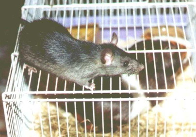 Brown and black ship buck on top of cage containing chocolate, ginger and white boar guinea-pig