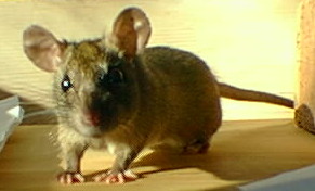 Brown-backed, grey-bellied ship doe standing in three-quarter view, looking very like a big mouse